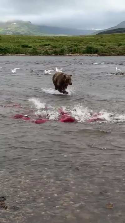 ? Bear has its pick of Salmon.