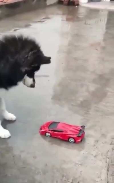 He’s alright, just a little startled