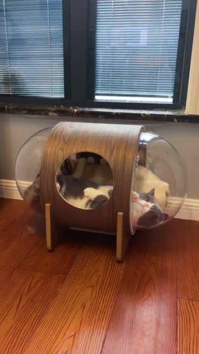 Let's sleep together friend~