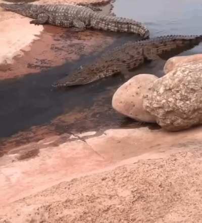 ? Crocodile slides down stream like a waterslide