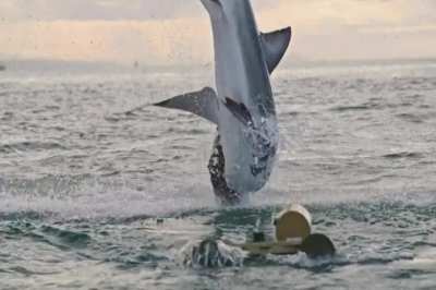 ? White sharks breaching at Mossel Bay will never get old ?