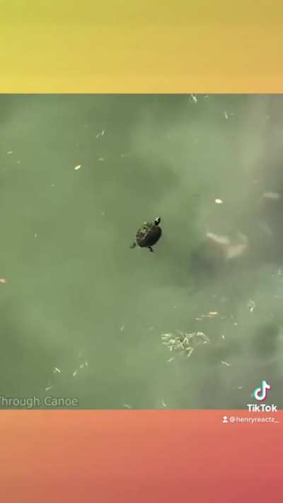 This guy’s content is trash!! btw watch this turtle get scared by a big fish