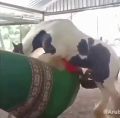 pedro?