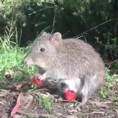?Yummy strawberry