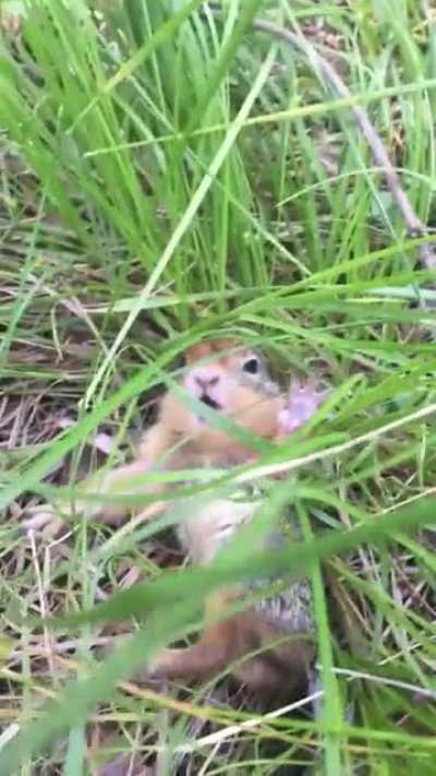 ? Sweet baby gopher gets a spook!