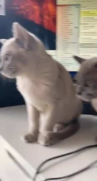 Kittens meet bird