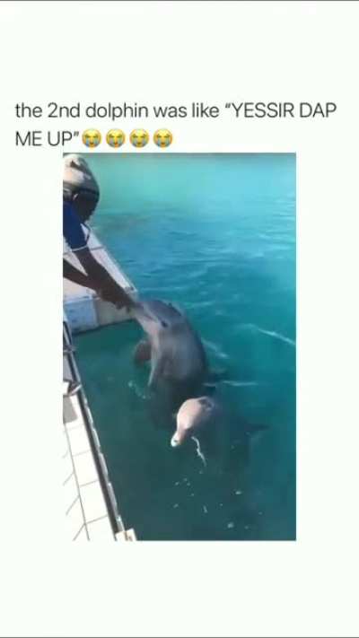 These cool dolphins