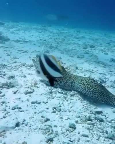 ? Honeycomb Moray Eel
