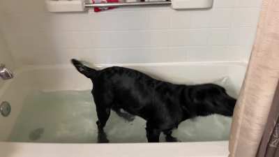 I honestly never had a dog that loved water this much! ?