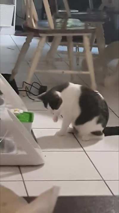 Cat learns about friction