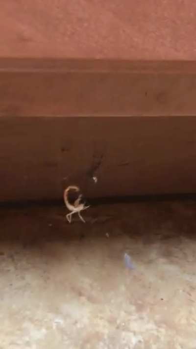 Really glad I found these two before my baby did…. he was crawling near here just minutes prior to the video!