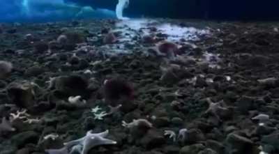 The brinicle also called the "finger of death" freezes everything in its path