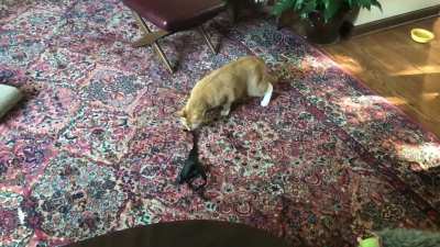 ah....that explains why i keep finding her kitty harness in strange places