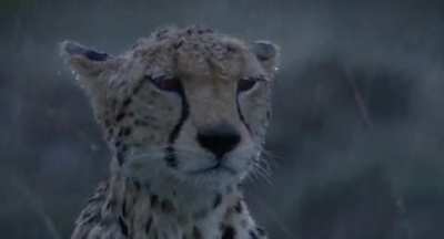 ? Cheetah surviving rough weather in the wild