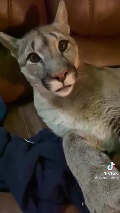 Killer Mitten