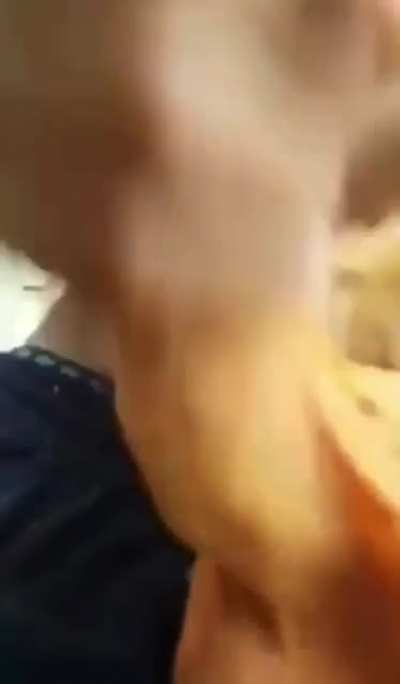 cock ? ?cock