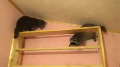 Cat slapping raccoon