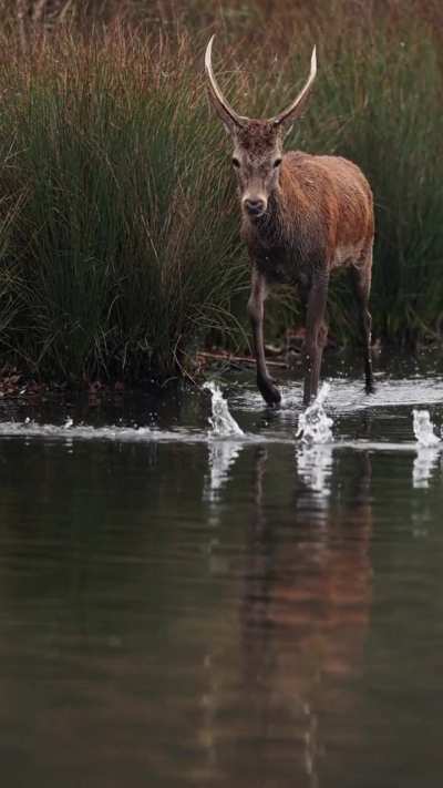 ?A moorhen flying past a surprised red deer [OC]