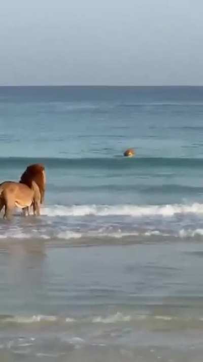 ? Lions at the sea, they’re sea lions