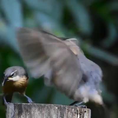 ? This poor male Victoria rifle bird failed to impress the female with his mating dance