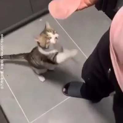 Ham + Cat