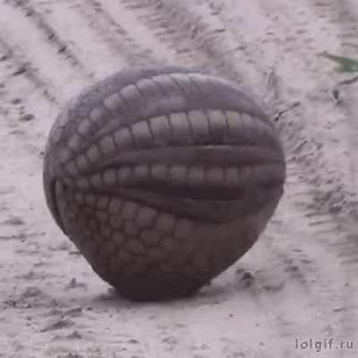 ? Armadillo rolls up into ball ?