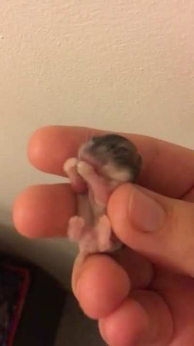 My baby hamster first time eating on his own, had to pick him up?