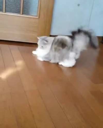 Error Cat.exe