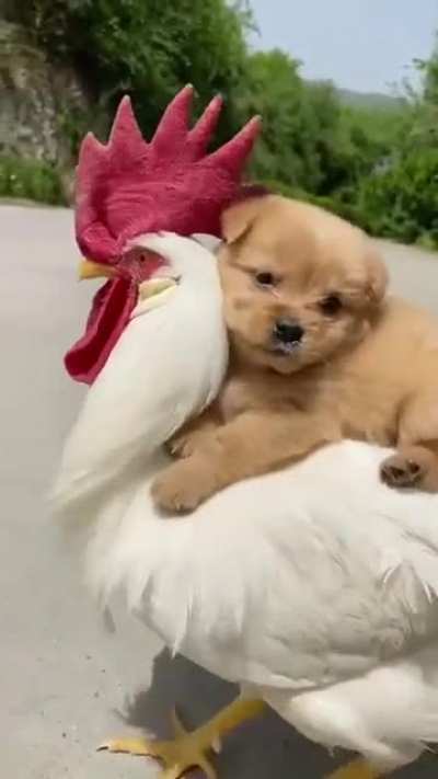 just hitching a ride ?