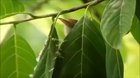 Tailor bird