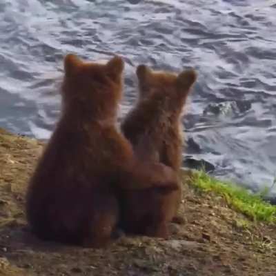 ? A precious moment between bear cub siblings