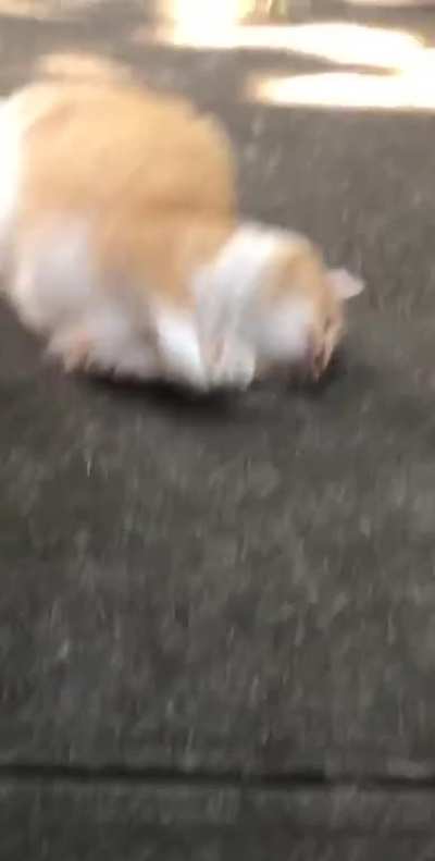 Sorry for my camera skills