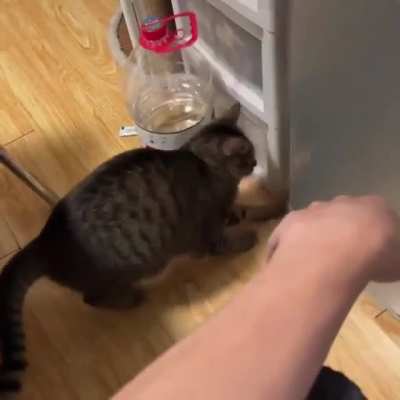 Cats know where the sausage is! ?