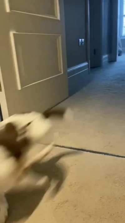 Jack Russells have SO. MUCH. ENERGY. ?