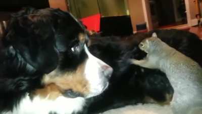 Squirrel trying to bury a nut inside dogs fur