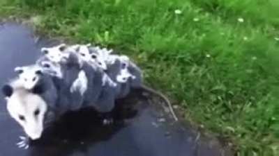 ? Momma Possum Trekking with Babies