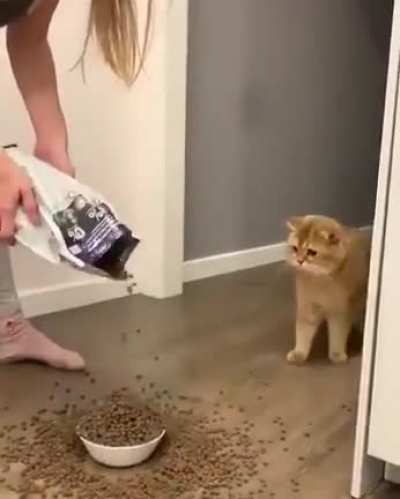 Cat dies inside after owner dumps the whole bag of cat food out