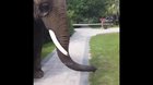 This Elephant Knows What He Likes