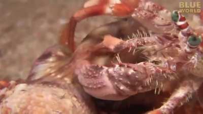 ? Hermit crab taking the anemone with itself to a new shell