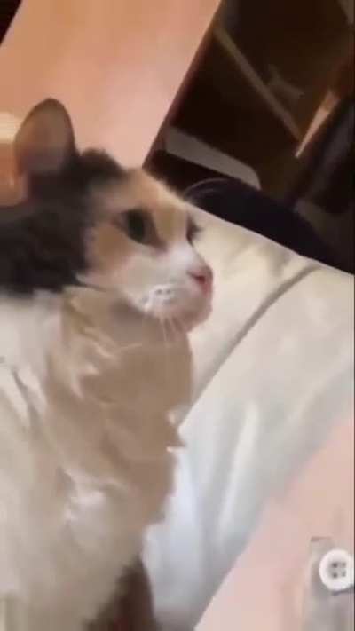pet me hooman!