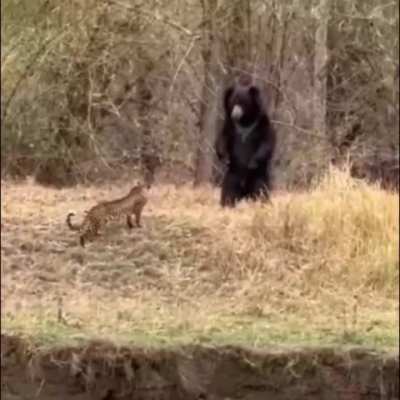 ? Leopard and Sloth Bear walk into each other.