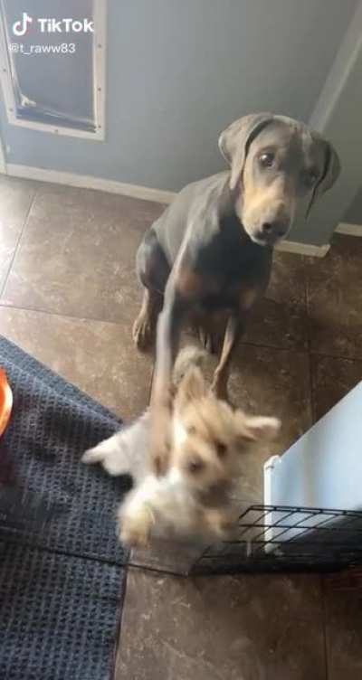 He knows they won’t get a treat until they both sit ?