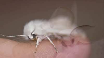 ? Cute Moths!