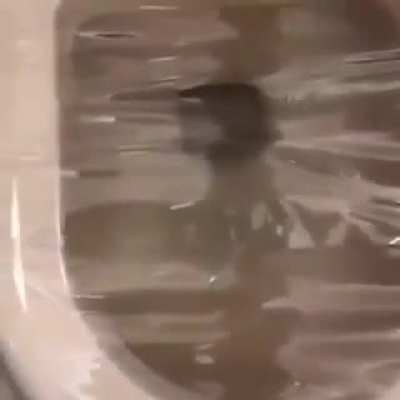 Toilet mishap