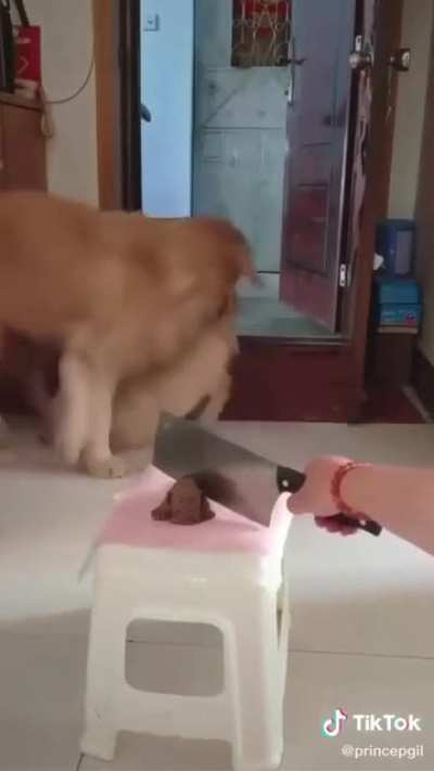 I feel sad for that doggies ?