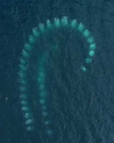 ? Pod of Humpback whales hunting by creating spirals of bubbles and using it as a net to trap krills.