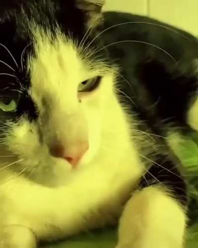Trippin' on catnip