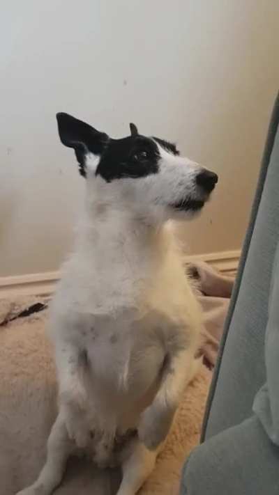 bruh sometimes i just catch him chillin and vibing out and i think maybe i should record. thought you guys would appreciate a couple more clips of Badger, it's been a while ?