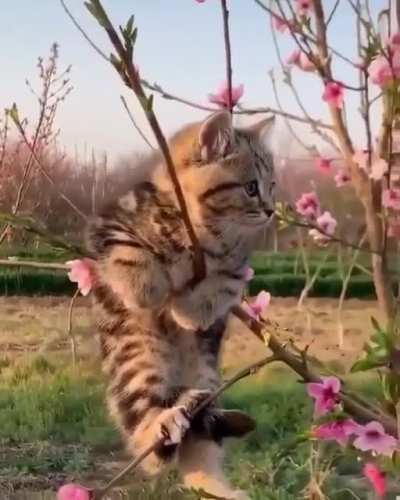 Tree bearing a cute 'fruit' ?