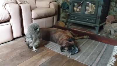 Our owlet thinks he's tough, our old tired boxer isn't convinced..